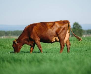 Registered Aussie Reds