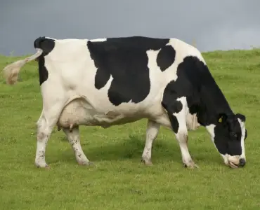 Registered Holstein
