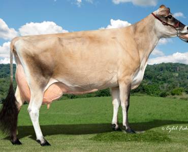 Jersey-Cow-Genomics.jpg