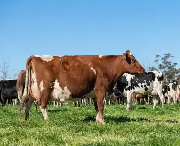 Cross breed